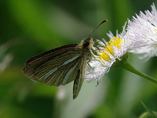 <i>Leptalina</i> Genus of butterflies