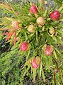 Leucadendron spissifolium fragrans 62521424.jpg