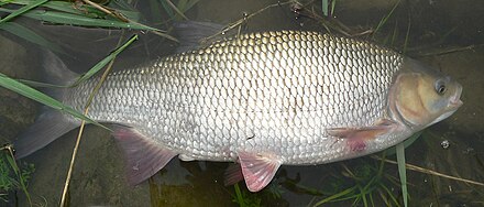 Язь какая рыба. Язь рыба. Язь Leuciscus idus. Амурский язь. Язь Сибирский.