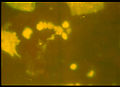 Thumbnail for version as of 09:47, 15 May 2012