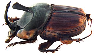 <span class="mw-page-title-main">Oniticellini</span> Tribe of beetles