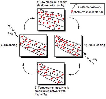 A schematic representation of reversible LASMP crosslinking Lightinduced.jpg