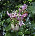 Lilium martagon bluete.jpg