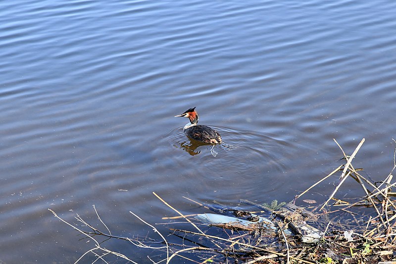 File:Lingen - Lindenstraße - Alter Hafen + Podiceps cristatus 03 ies.jpg