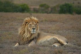 Leão-sul-africano, macho selvagem