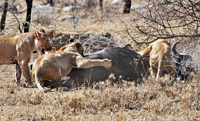 När lejon samarbetar kan de lägga ner större byten, som här till exempel en buffalo.