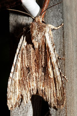 Lithophane petulca