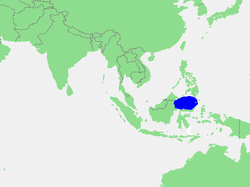 Celebes Hái