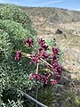 Lomatium columbianum iNat-73441355.1.jpg