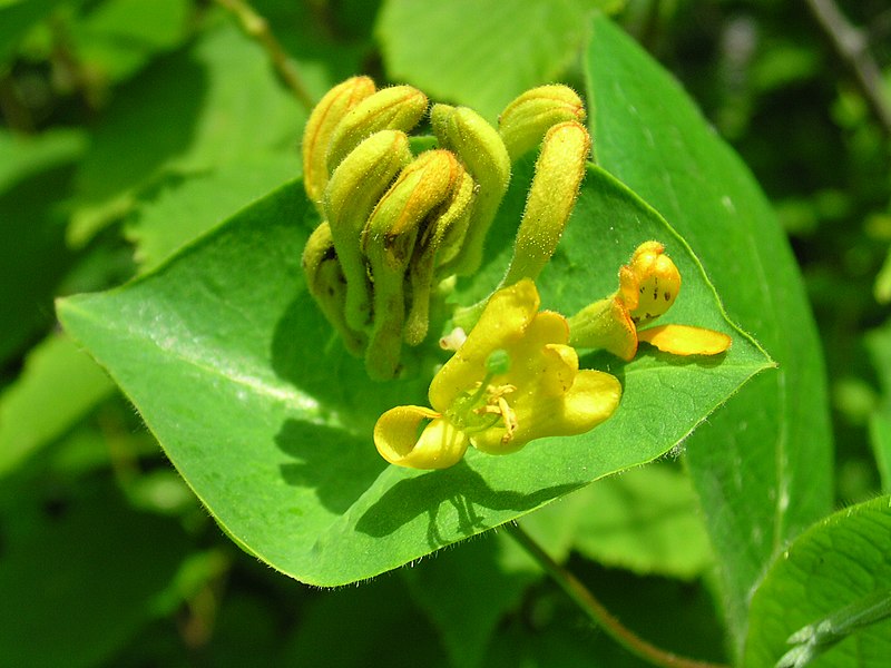 File:Lonicera hirsuta 6 (5097335289).jpg