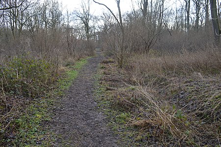 Lower Wood, Cambridgeshire 9