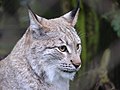 Luchs P1040614.jpg