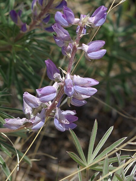 File:Lupinus argenteus2.jpg