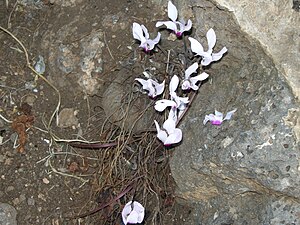 פריחת הרקפת הייחודית למבוא חמה, העלים עדיין לא יצאו. הזן נקרא Cyclamen hederifolium