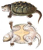 大鱷龜（Macrochelys temminckii）