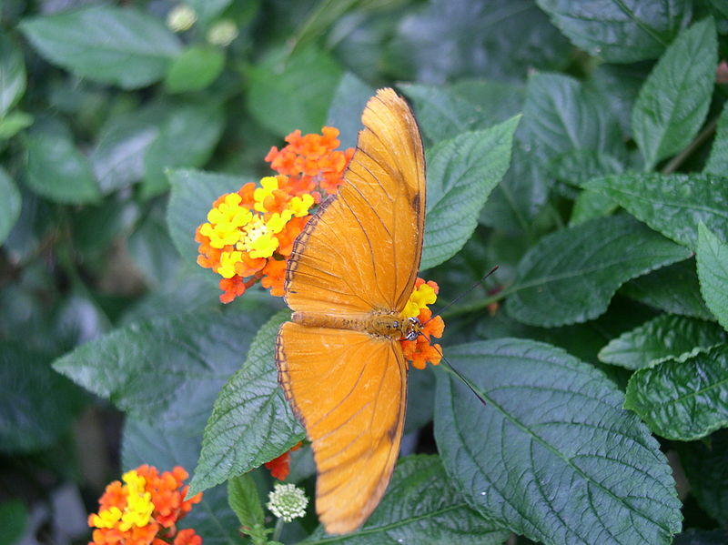 File:Mainau Schmetterlin Orange.JPG