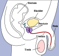 The bladder can be seen highlighted in yellow in the illustration.