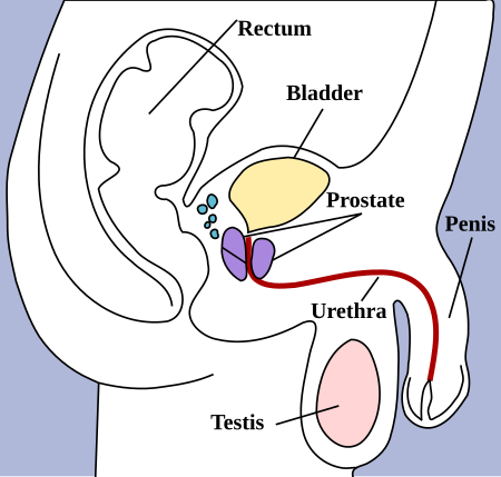 Fail:Male_pelvic_structures.svg