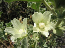 Malva-agrigentina-fiori.png