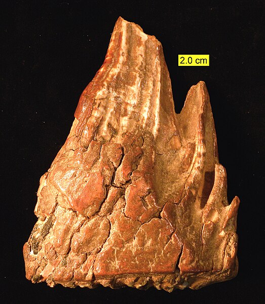 File:Mammuthus Tooth Side View Pleistocene Ohio.jpg