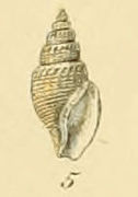 Curtitoma trevelliana.