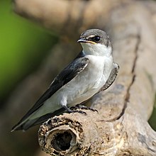 Immature, Panama Mangrove swallow (Tachycineta albilinea) immature.jpg