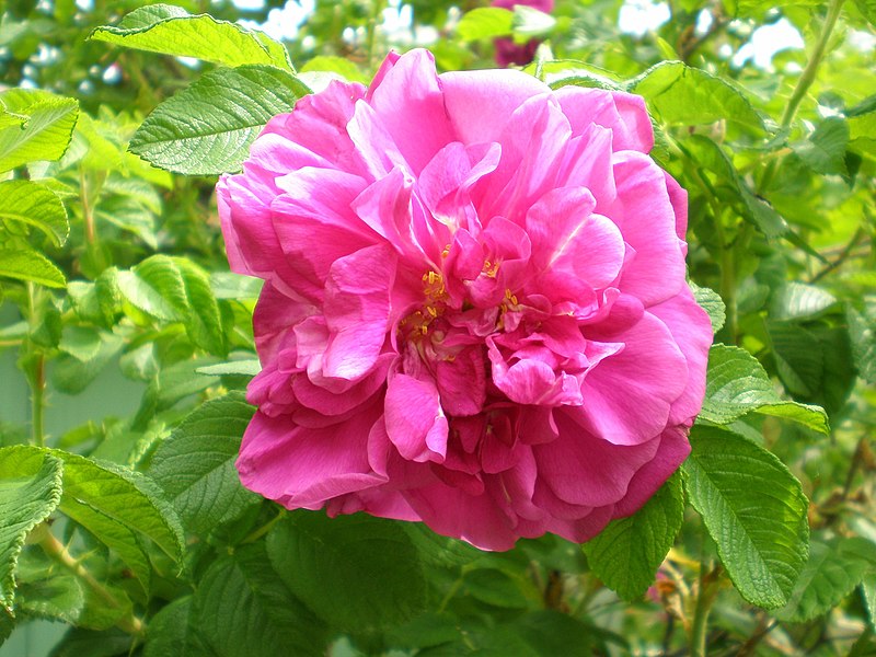 File:Martha Washington Rose (4564200789).jpg