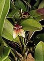 Masdevallia nidifica