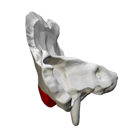 File:Mastoid process of the left temporal bone - posterior view.png