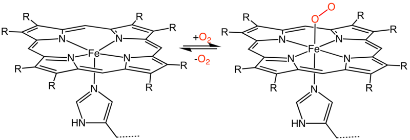 File:Mboxygenation.png