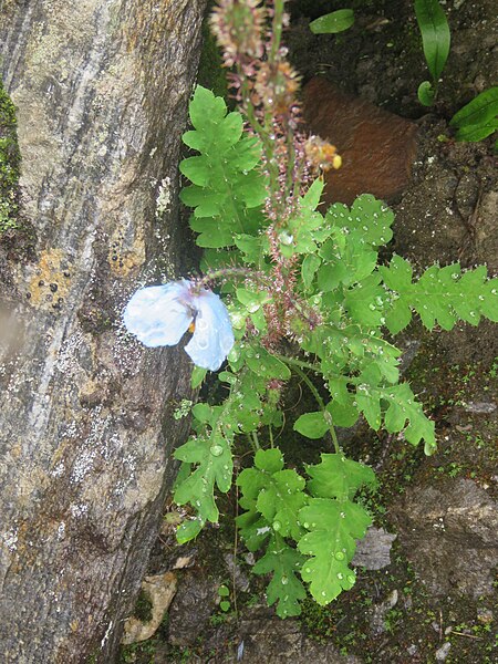 File:Meconopsis aculeata - Blue Poppy on way from Gangria to Valley of Flowers National Park - during LGFC - VOF 2019 (3).jpg