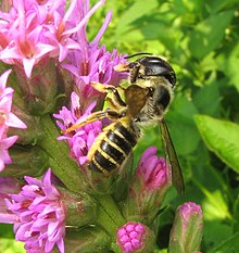 Bees serve the ecological function of pollinating flowers, maintaining flora reproduction and density in the ecosystem. Megachile pugnata pugnata female.jpg