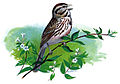 Song Sparrow Melospiza melodia