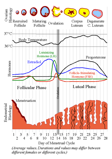 File:MenstrualCycle2.png