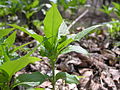 Female plant - Choceň, Czech Republic