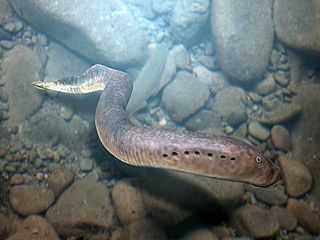 <i>Mesomyzon</i> Extinct genus of lamprey