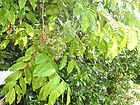 Micromelum integerrimum branch.jpg