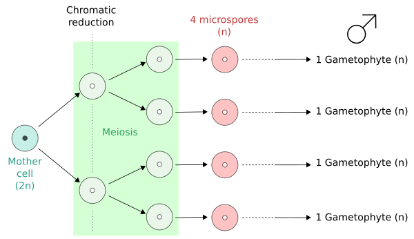 plant spore diagram