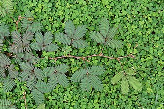 (Mimosa pudica)