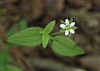 Moehringia trinervia