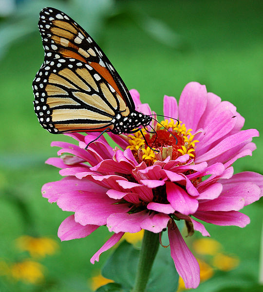 File:Monarch Butterfly Pink Zinnia 1800px edit.jpg