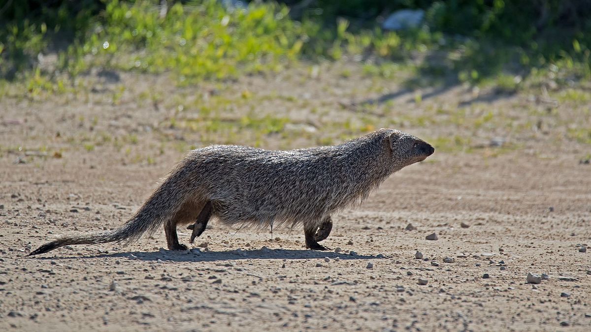 Mongoose - Herpestes ichneumon.jpg