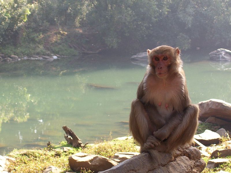 File:Monkey, India.jpg