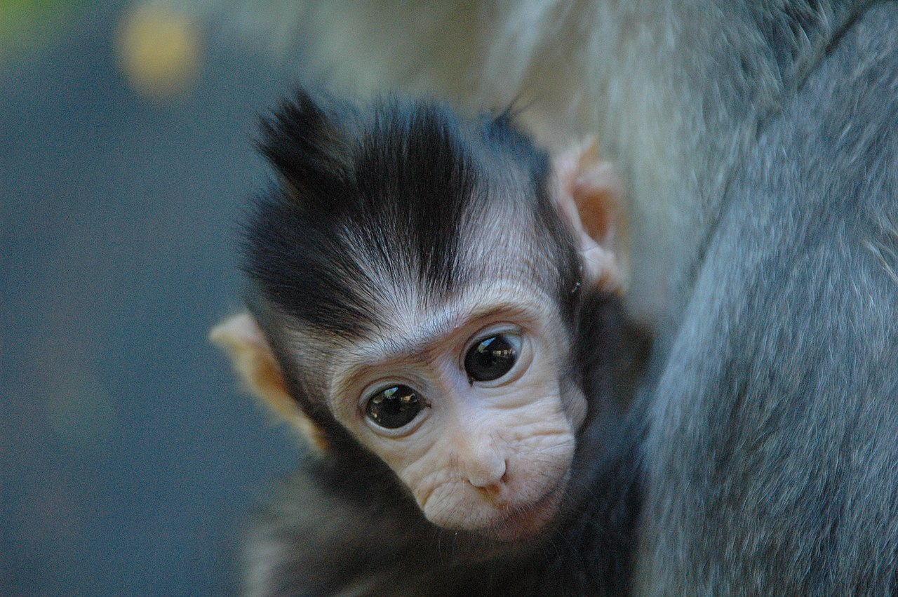 File Monkey baby  3 jpg Wikimedia Commons
