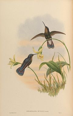 Pinarolaema buckleyi = Colibri coruscans coruscans