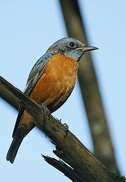 Mėlynkepuris akmeninis strazdas (Monticola cinclorhynchus)