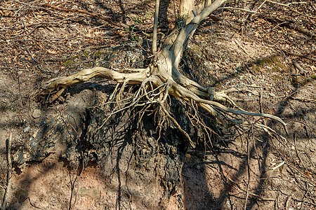 Root Moosbronn-Althof Germany