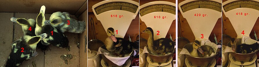 Domestic ducklings after 25 days, left perhaps little distinction, the weight makes it clear that the male (1 and 2) are already heavier than the females (3 and 4).[36]