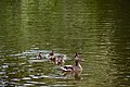 Mother duck with ducklings.jpg