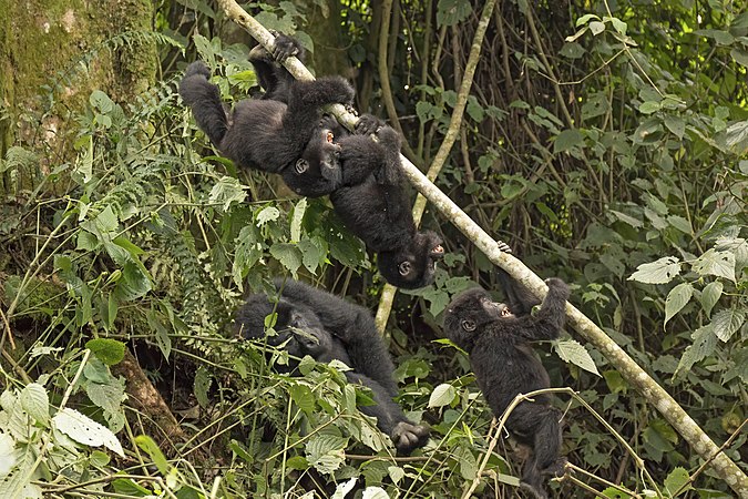Gorilla beringei beringei (Mountain Gorilla) 2-year-olds in the Mubare Group, Bwindi Impenetrable Forest, Uganda